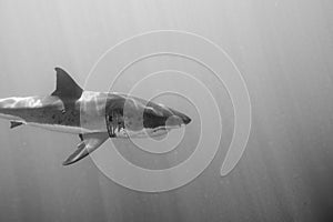 Great White shark ready to attack in black and white