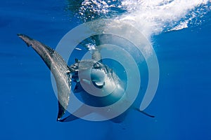 Great White shark ready to attack underwater close up