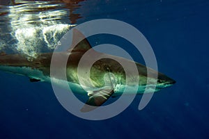 Great White shark ready to attack underwater close up