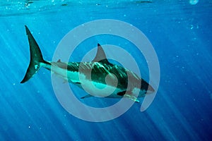 Great White shark ready to attack underwater close up