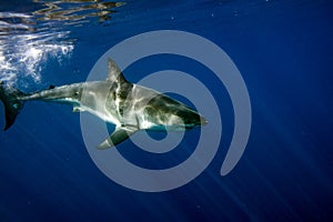 Great White shark ready to attack underwater close up