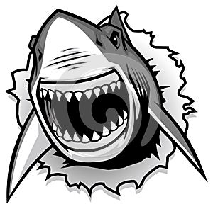 Il grande bianco squalo strappo aprire bocca 