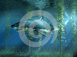 Great White Shark in the Seaweed