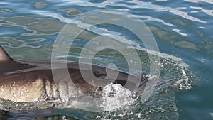 Great white shark.  Shark attacks the bait, slow motion. Scientific name: carcharodon carcharias. South africa