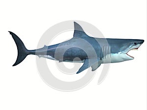 Great White Shark Side Profile