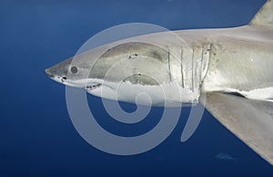 Great White Shark South Australia