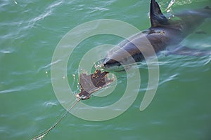 Great White Shark Stalking Decoy 7