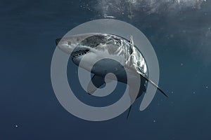 Great White Shark Underwater