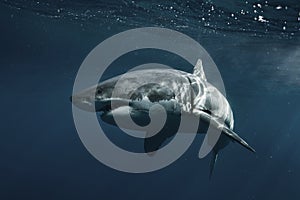 El gran blanco tiburón 
