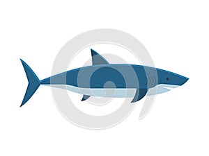 Great White Shark Vector Illustration