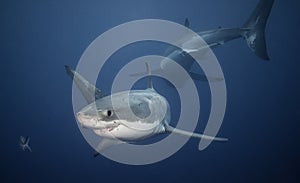 Great White Sharks photo