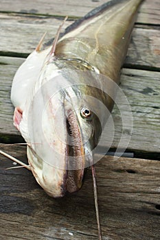 Great white sheatfish photo