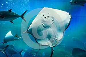 Great white Stingray, in blue water