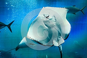 Great white Stingray, in blue water