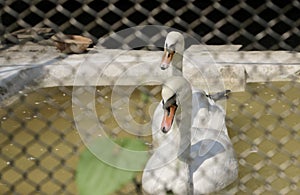 Great white Swans on a riverside in West Bengal India