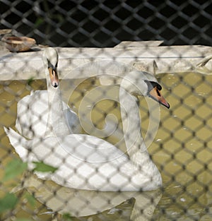 Great white Swans on a riverside in West Bengal India