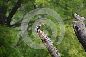 Great White throated Kingfisher bird in potrait mode