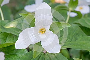 Great white Trillium grandiflorum, bright white inflorescence