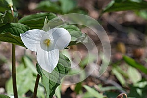 Great white trillium (trillium grandiflorum photo