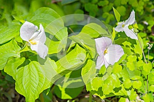 Great White Trillium, Trillium grandiflorum