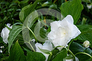 Great white trillium, trillium grandiflorum `Flore Pleno`, blooming in a garden