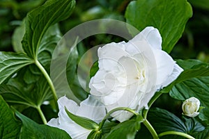 Great white trillium, trillium grandiflorum `Flore Pleno`, blooming in a garden