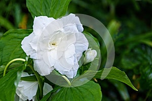 Great white trillium, trillium grandiflorum `Flore Pleno`, blooming in a garden photo