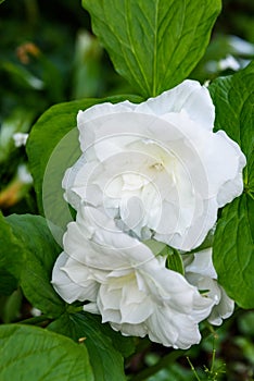 Great white trillium, trillium grandiflorum `Flore Pleno`, blooming in a garden photo