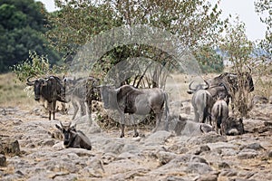 Great Wildebeest Migration