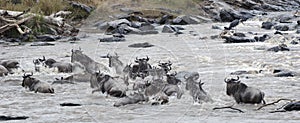 Great Wildebeest Migration