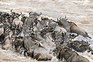 Great Wildebeest Migration photo