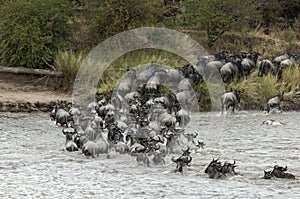 Great Wildebeest Migration photo