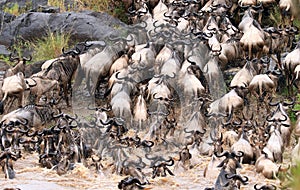 The Great wildebeest Migration in Keny