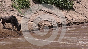 The Great Wildebeest Migration in Kenya, Africa