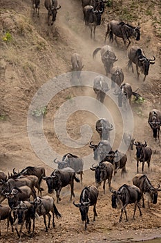 The Great Wildebeest Migration in Kenya, Africa