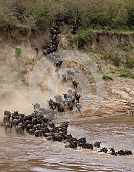 The Great Wildebeest Migration in Kenya, Africa