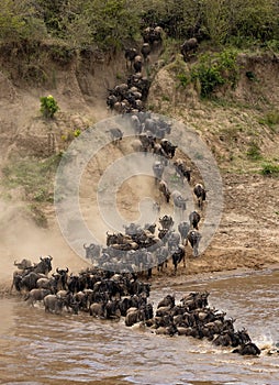 The Great Wildebeest Migration in Kenya, Africa