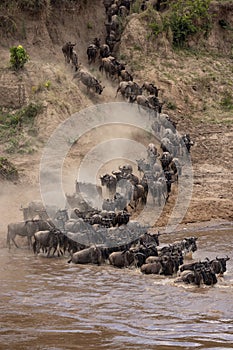 The Great Wildebeest Migration in Kenya, Africa