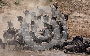 The Great Wildebeest Migration in Kenya, Africa