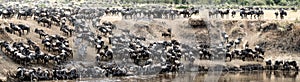 Great Wildebeest Migration Panoramic Scene