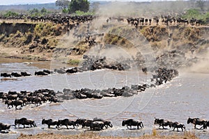 Great wildebeest migration in tanzania