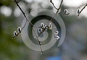 Great willow tree blooming with small white catkins