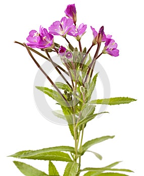 Great Willowherb, Epilobium hirsutum.