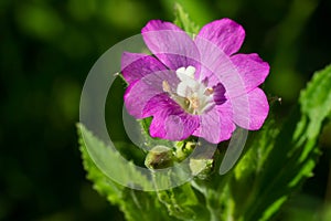 Great Willowherb - Epilobium hirsutum