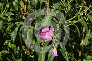 `Great Willowherb` flower - Epilobium Hirsutum