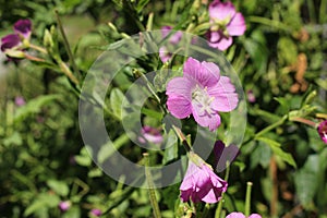 `Great Willowherb` flower - Epilobium Hirsutum