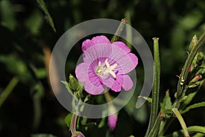 `Great Willowherb` flower - Epilobium Hirsutum