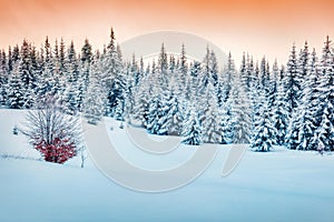 Great winter sunrise in Carpathian mountains with snow covered fir trees. Incredible morning scene of mountain forest. Beauty of n