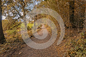 Woods near to Keswick in Cumbria photo