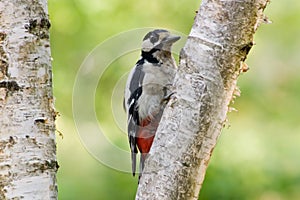 El gran pájaro carpintero 